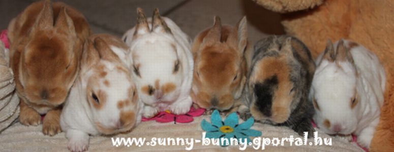 Sunny Bunny Klein Rex Nyl Tenyszet